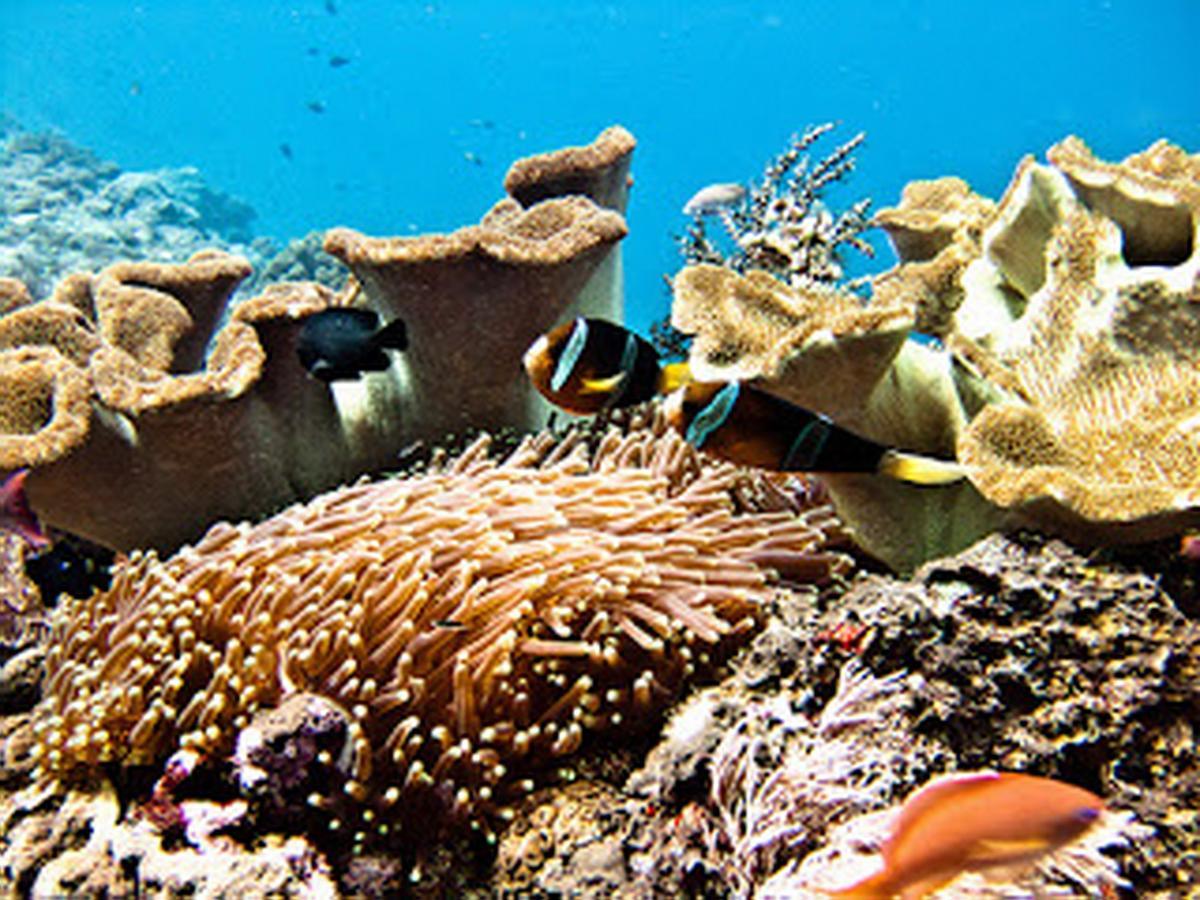 Lembongan Hostel Nusa Lembongan Kültér fotó
